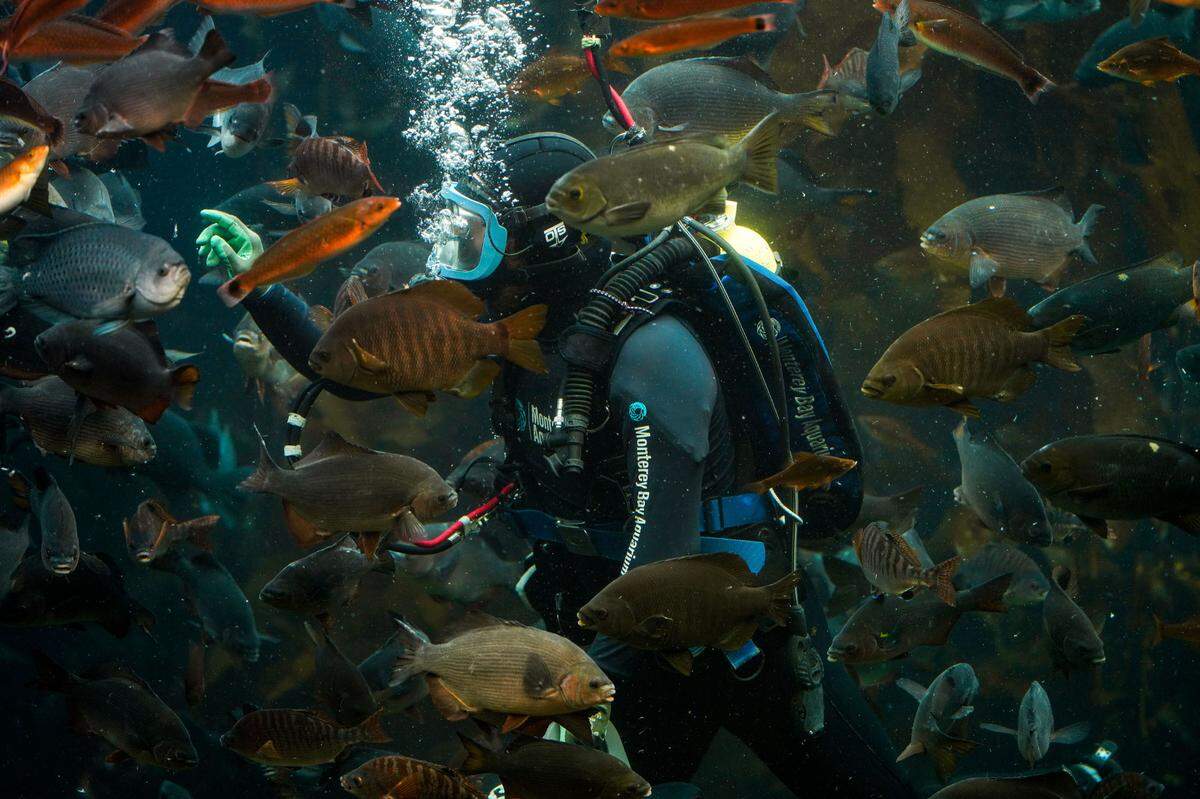 Social media content creator Patrick Webster livestreams from the Kelp Forest tank at the Monterey Bay Aquarium. The Cannery Row landmark has been closed until further notice because of the COVID-19 pandemic.