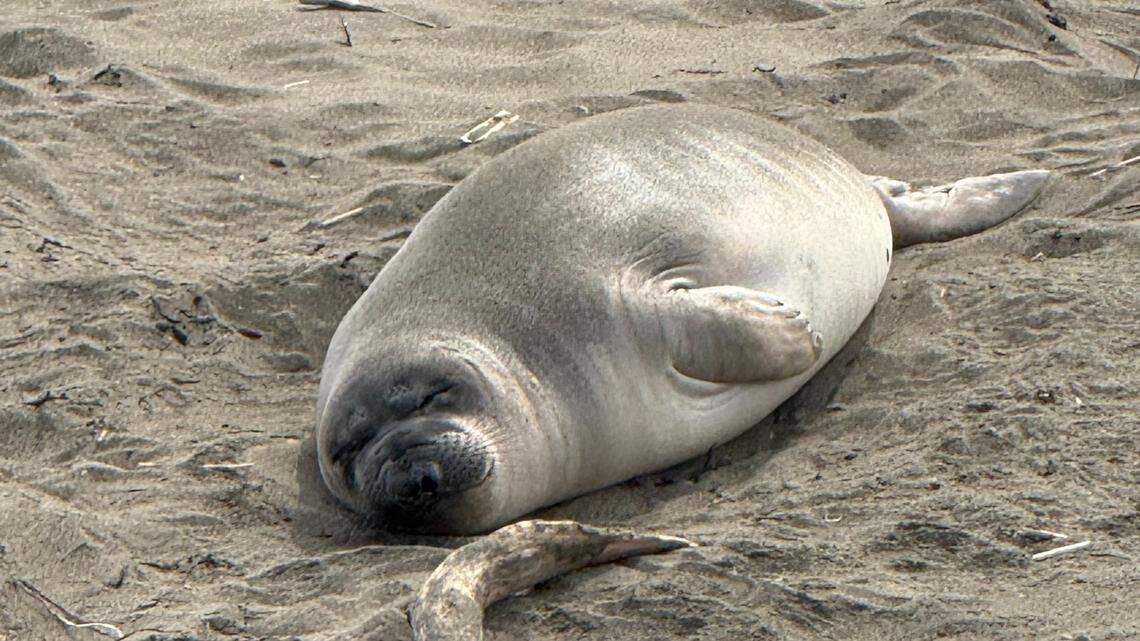 Life at SLO County elephant seal beach goes on despite threat of bird flu