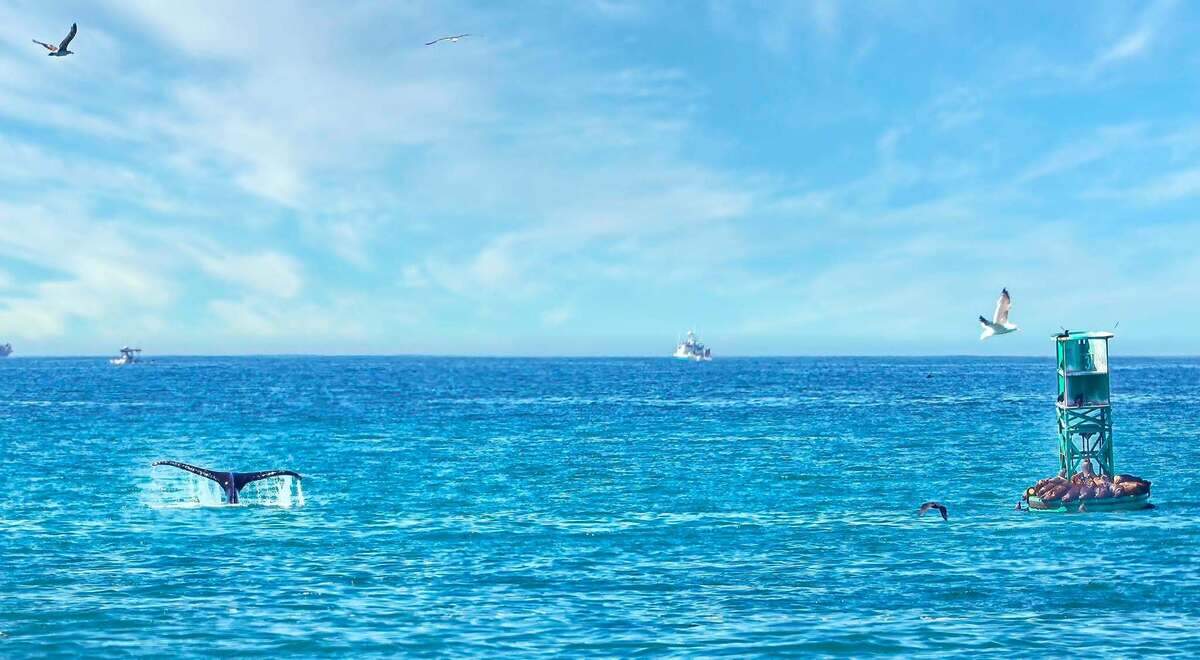 A humpback whale swam near the coast of Cayucos on June 26, 2026.