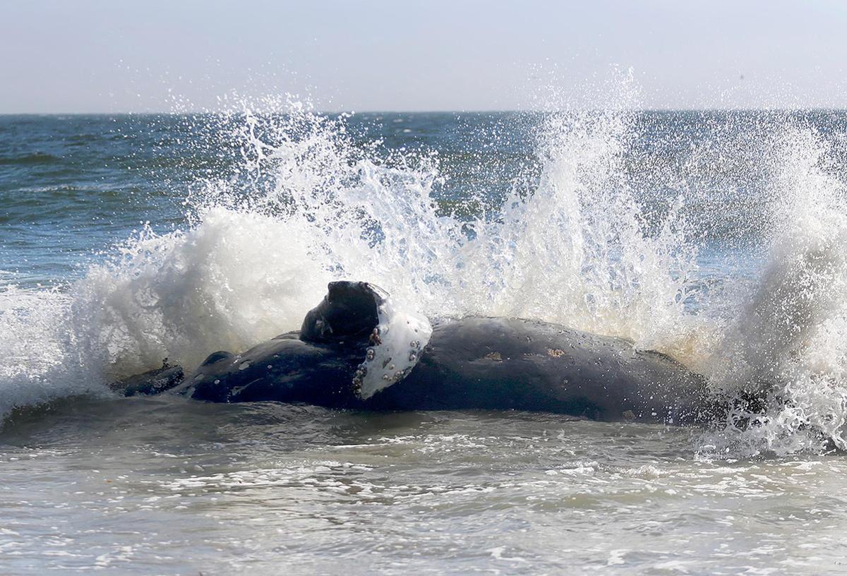 A humpback whale washed up on the beach south of Cayucos. Some witnesses say the carcass was eaten by large sharks, Saturday, July 9, 2022.