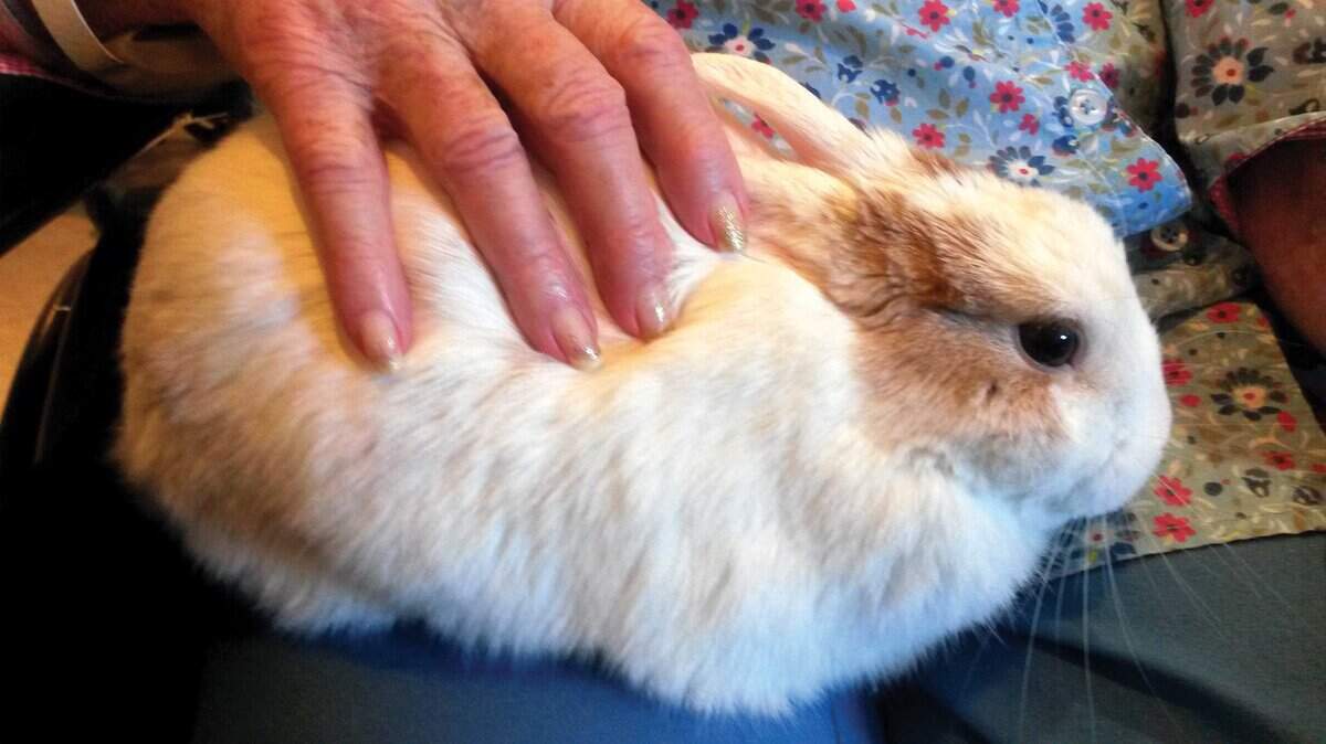 A year-old therapy rabbit named Chubby Bunny puts smiles on patients’ faces.