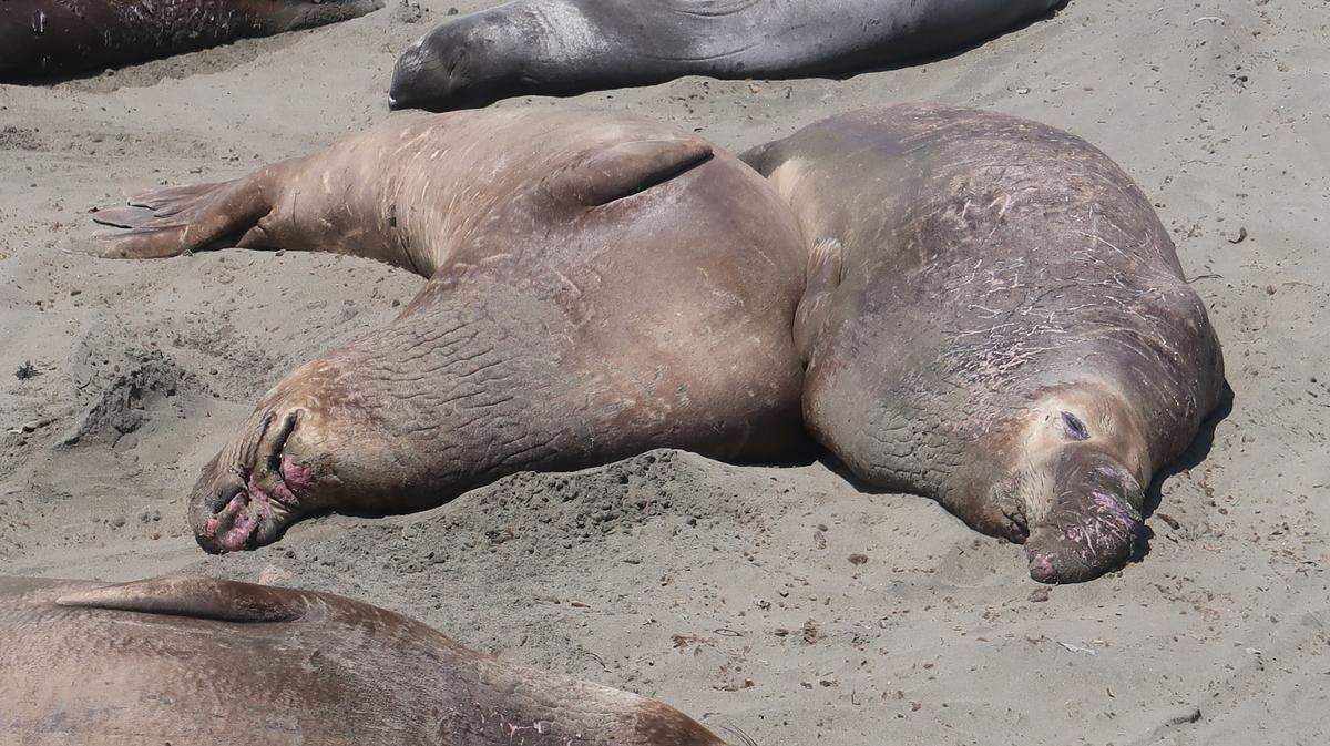 These two bull elephant seals are companionable on the beach in San Luis Obispo County during the summer molt.