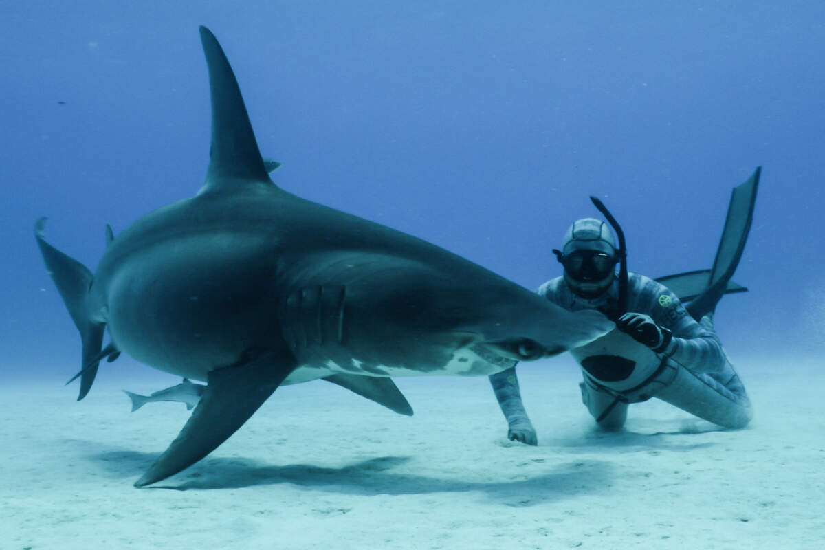 Forrest Galante deflects a larger great hammerhead shark while on a free dive in the Caribbean.