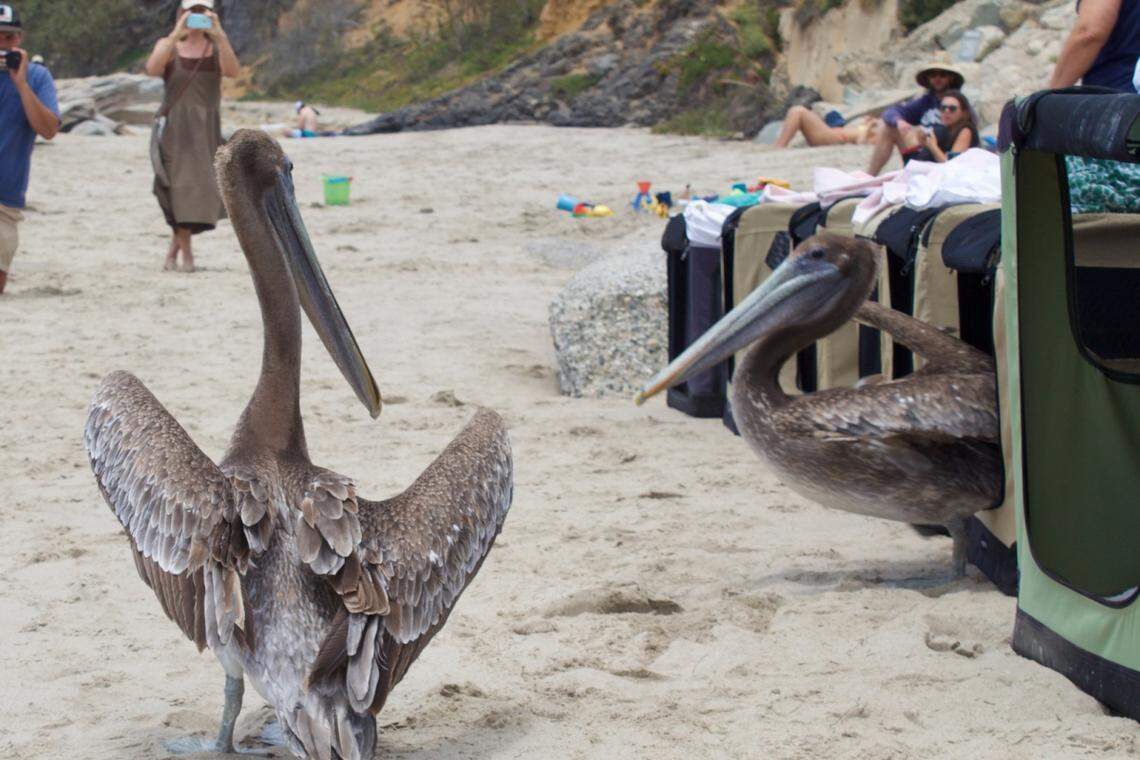 Two brown pelicans that the Santa Barbara Wildlife Care Network has been treating and caring for stand on Butterfly Beach in Montecito after being released on Friday, June 17, 2022.