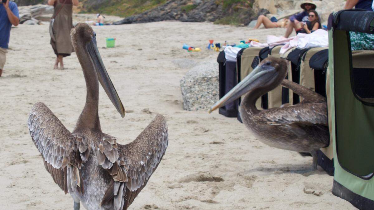 Two brown pelicans that the Santa Barbara Wildlife Care Network has been treating and caring for stand on Butterfly Beach in Montecito after being released on Friday, June 17, 2022.