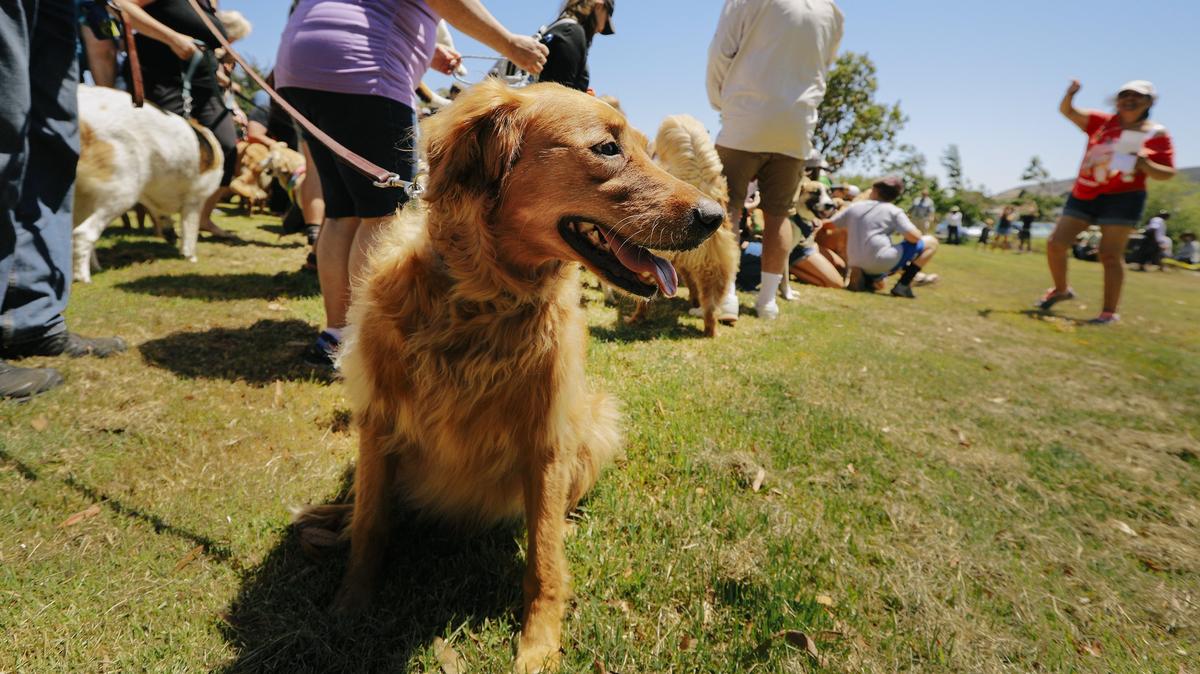 Organizers of the group SLO County Golden Retrievers attempt to break the Guinness World Record for the "largest dog photo shoot" at their annual Goldens in the Park event at Laguna Lake on Saturday afternoon.