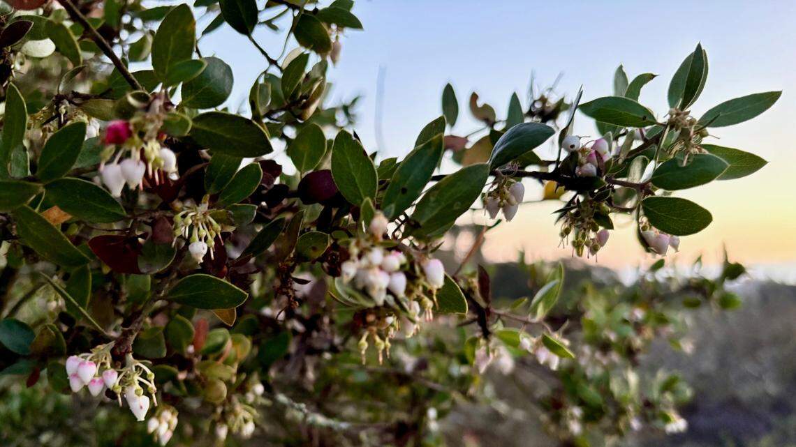 Dr. Bill Waycott and researchers from San Francisco State University have identified a potential new species of manzanita they say grows only in San Luis Obispo County. 