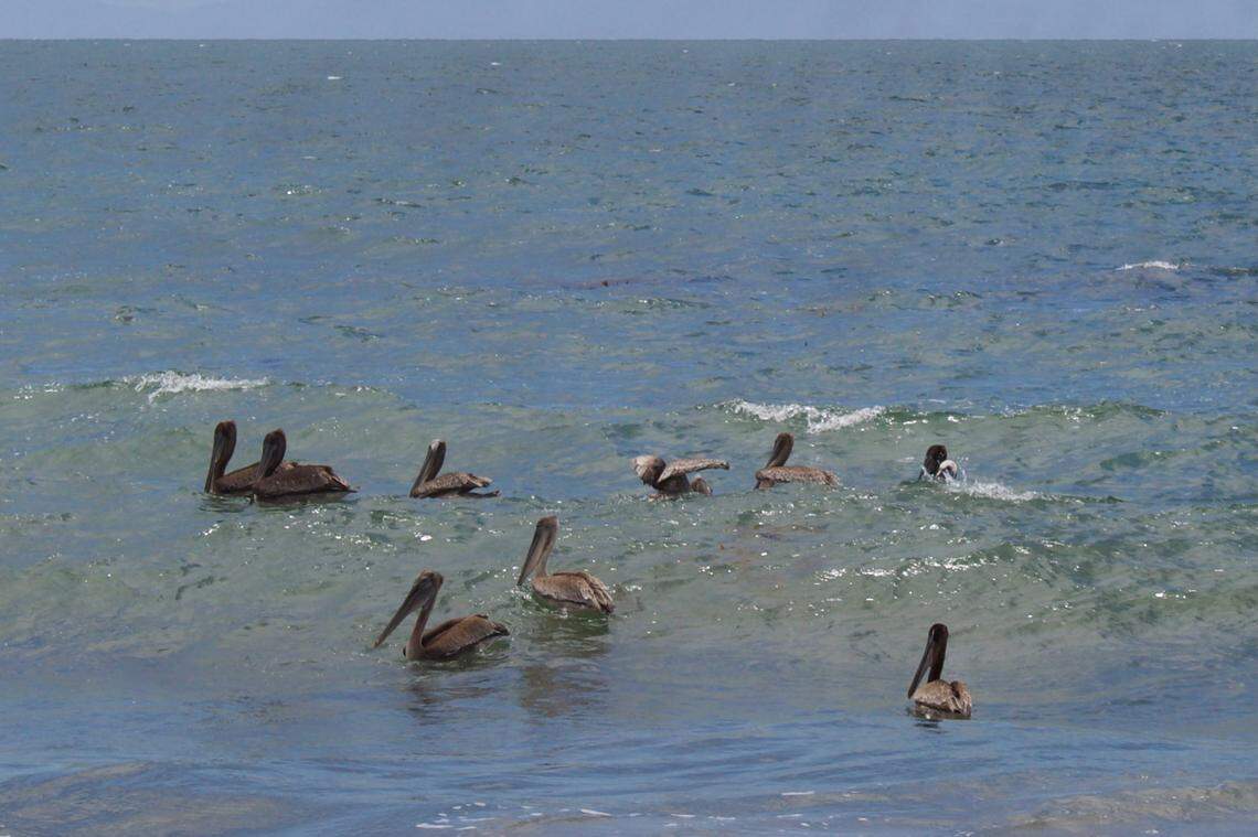 A group of pelicans wade in the ocean after being released at Butterfly Beach in Montecito on Friday.