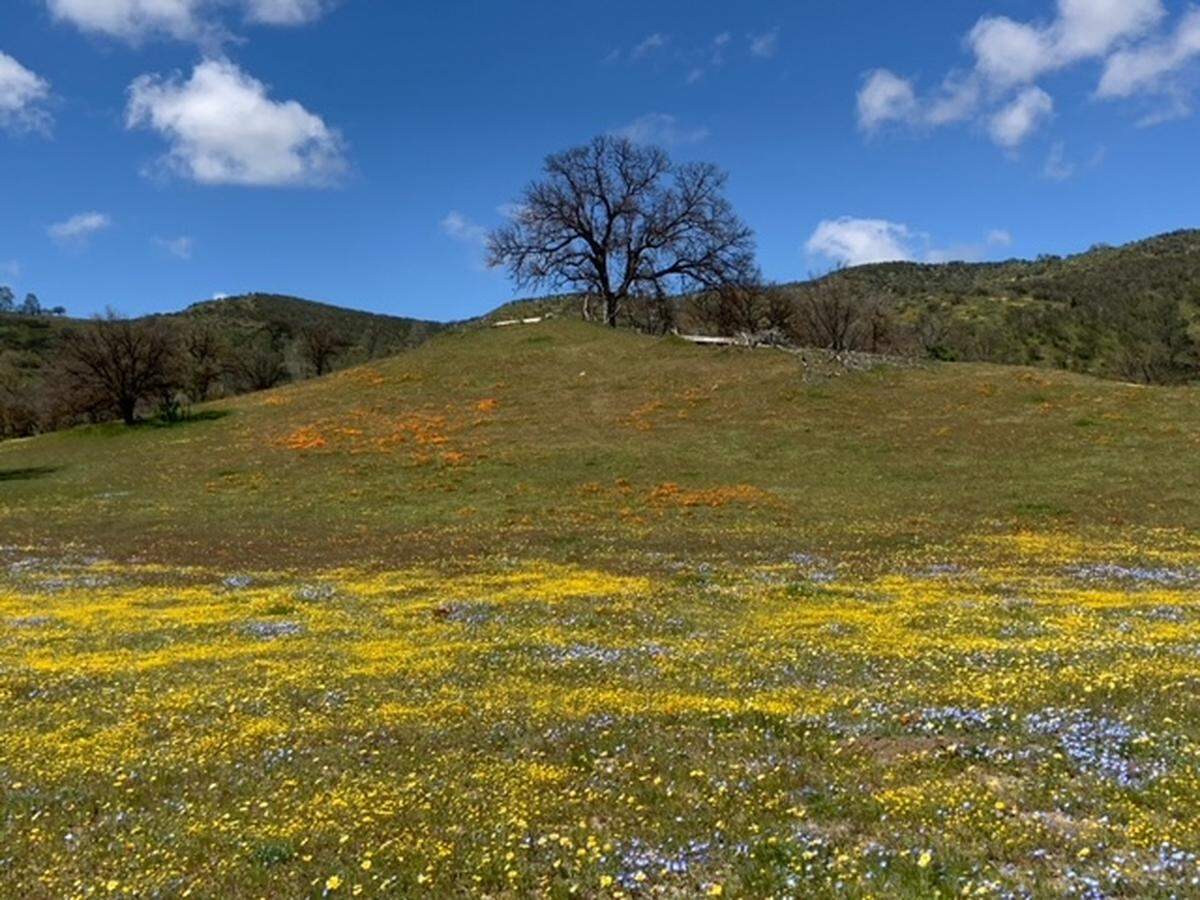 Terri Belsley took this picture of wildflowers at Shell Creek Road off Highway 58 near Santa Margarita in April 2023.