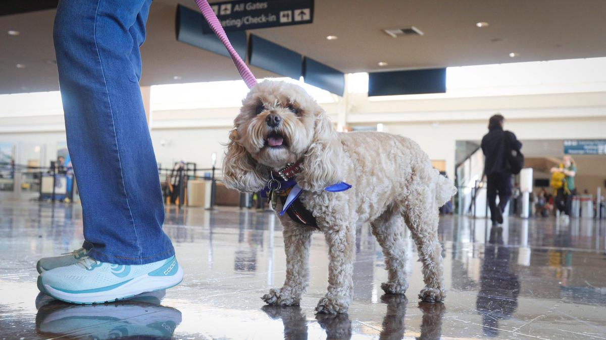 Bella is a cockapoo with over three years experience as a therapy dog. A new therapy dog program will help passengers traveling through the San Luis Obispo County Regional Airport have less stressful travel experiences this summer.