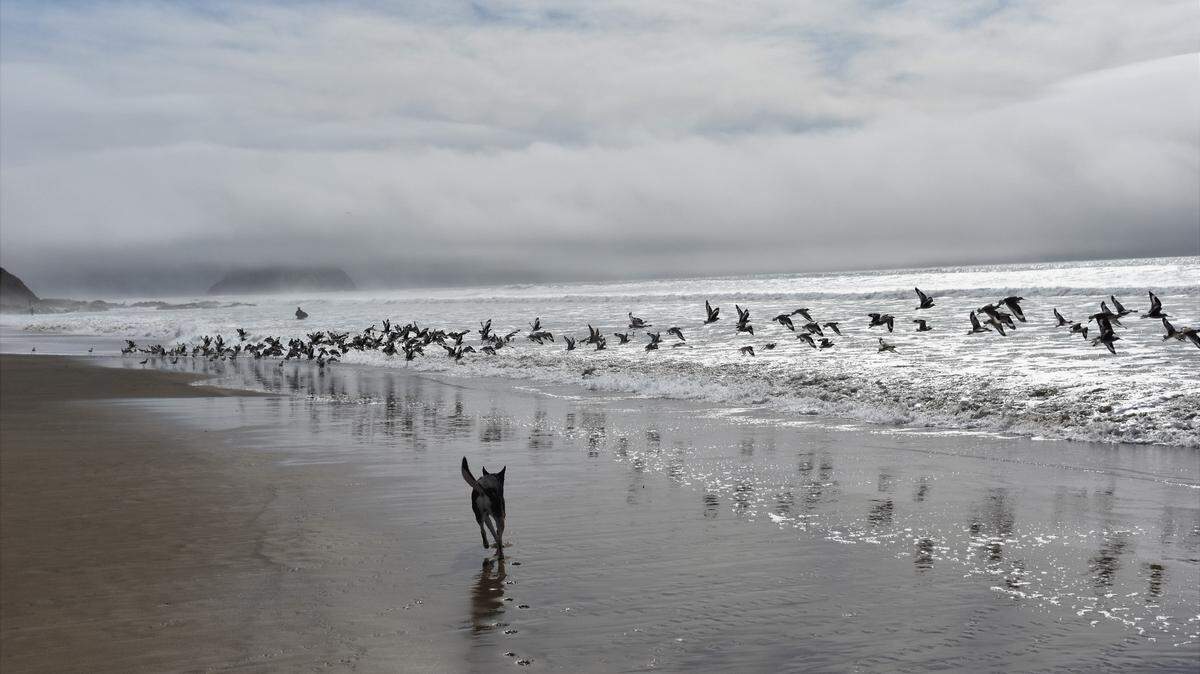 CoBe the dog chases birds on the beach near Morro Bay.
