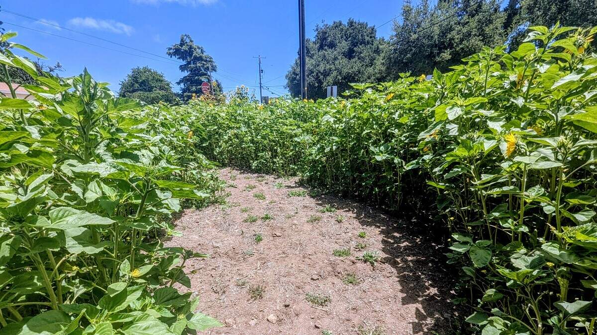 A pathway winds through the sunflower patch, allowing visitors to walk among the blooms in Atascadero. Its caretaker said graduates have stopped there to take photos, while neighbors often wander through the flowers during the summer.