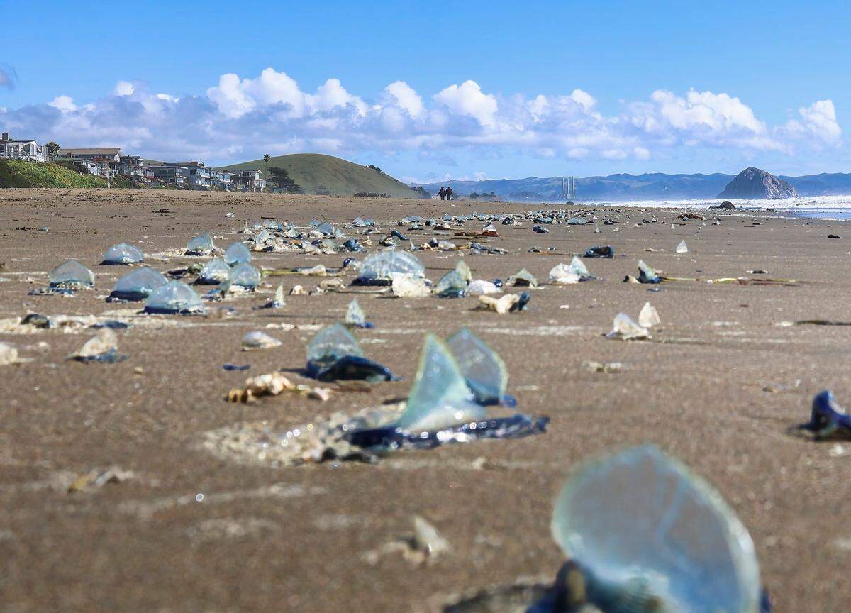 By-the-wind sailors washed up on San Luis Obispo County beaches in April 2026.