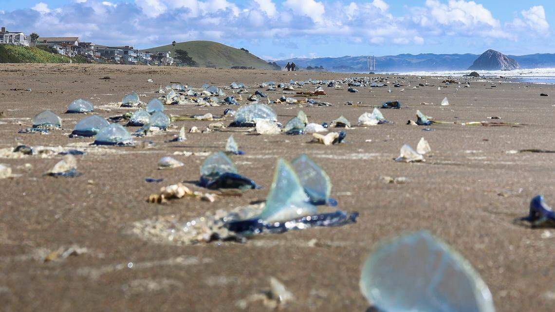 What you need to know today: A gym peeper, highway delays and weird jellyfish