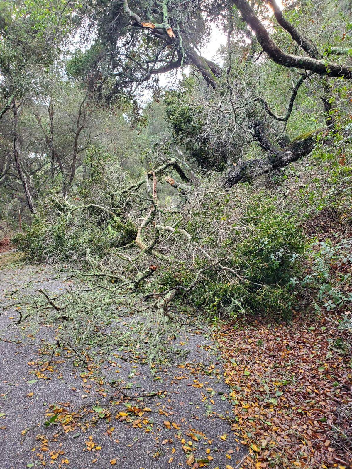 Downed trees were a common sight around San Luis Obispo County on Tuesday, Jan. 10, 2023.