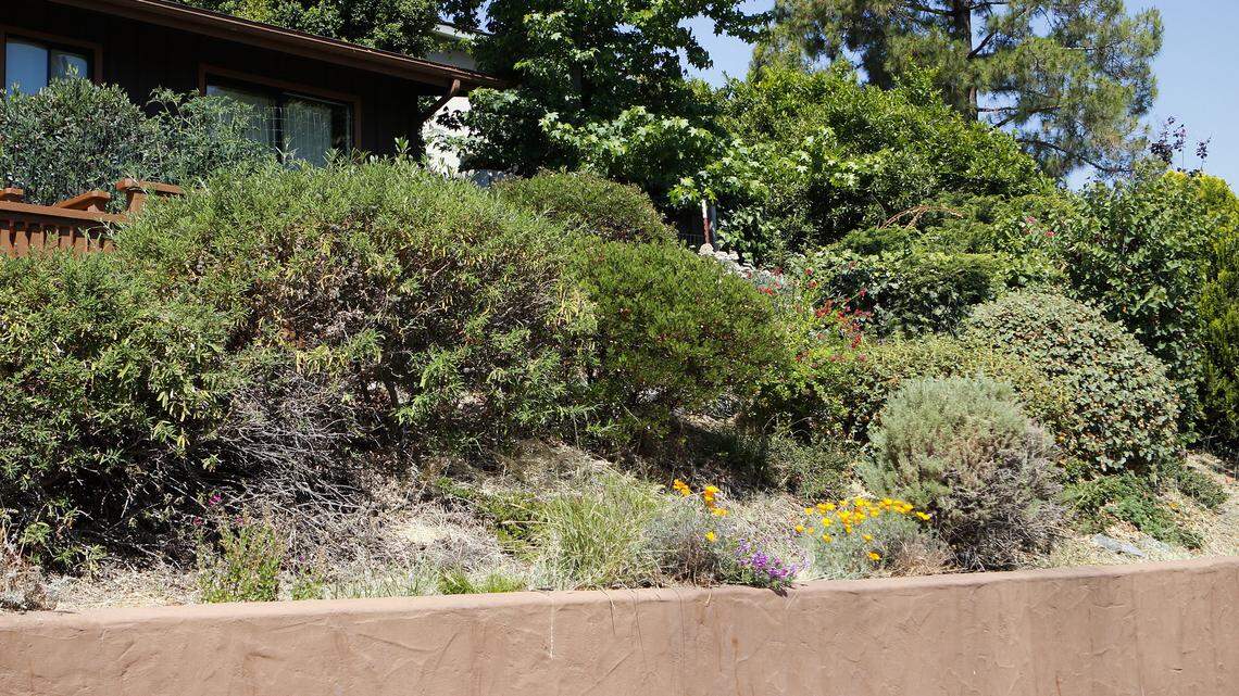 The drought-tolerant landscaping in front of San Luis Obispo Mayor Jan Marx’s home.