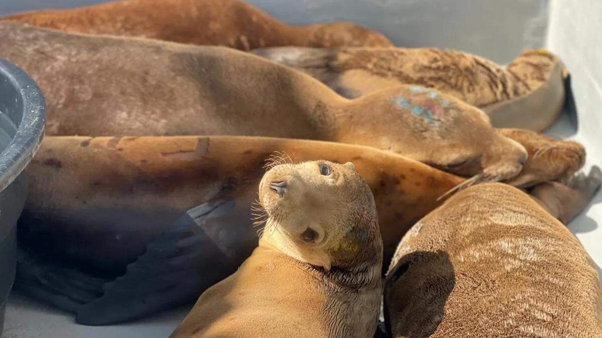 Rescued sea lions rest in the Channel Islands Marine & Wildlife Institute’s rehabilitation pen as they recover from domoic acid poisoning.