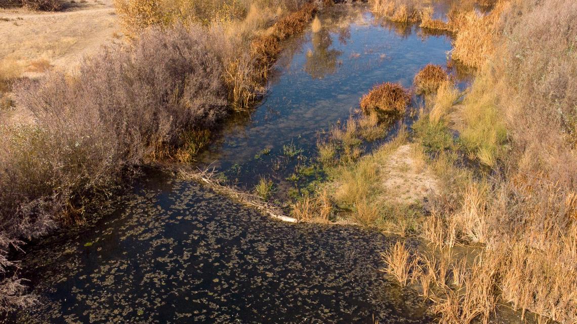 A beaver dam on the Salinas River in Atascadero in November, 2019.