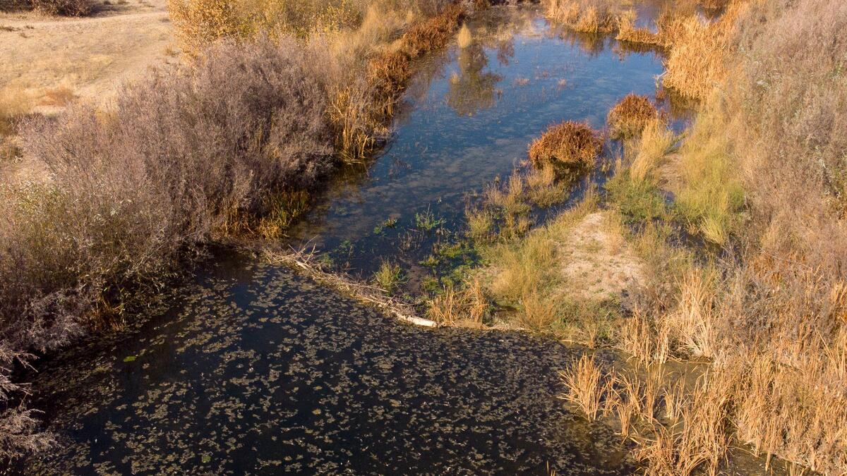 A beaver dam on the Salinas River in Atascadero in November, 2019.
