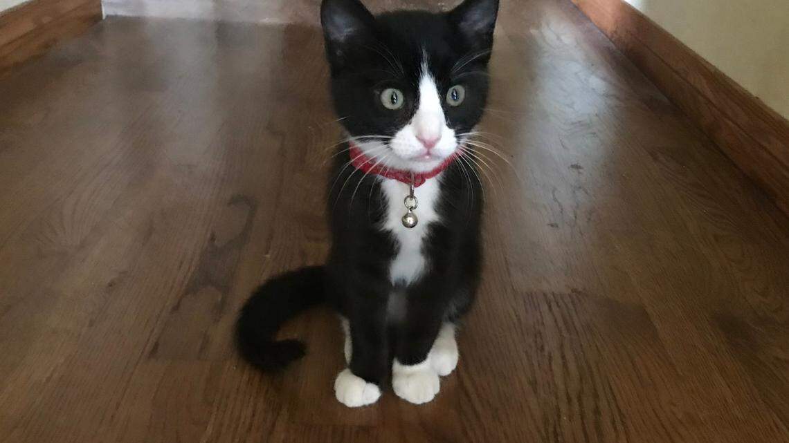 This kitten was stuffed in a bag and tossed in a dumpster. Who would do that?