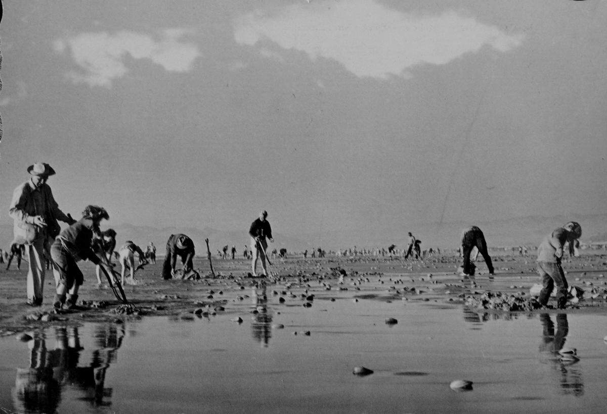 Hundreds of people harvest huge clams from Pismo Beach in an undated photo.