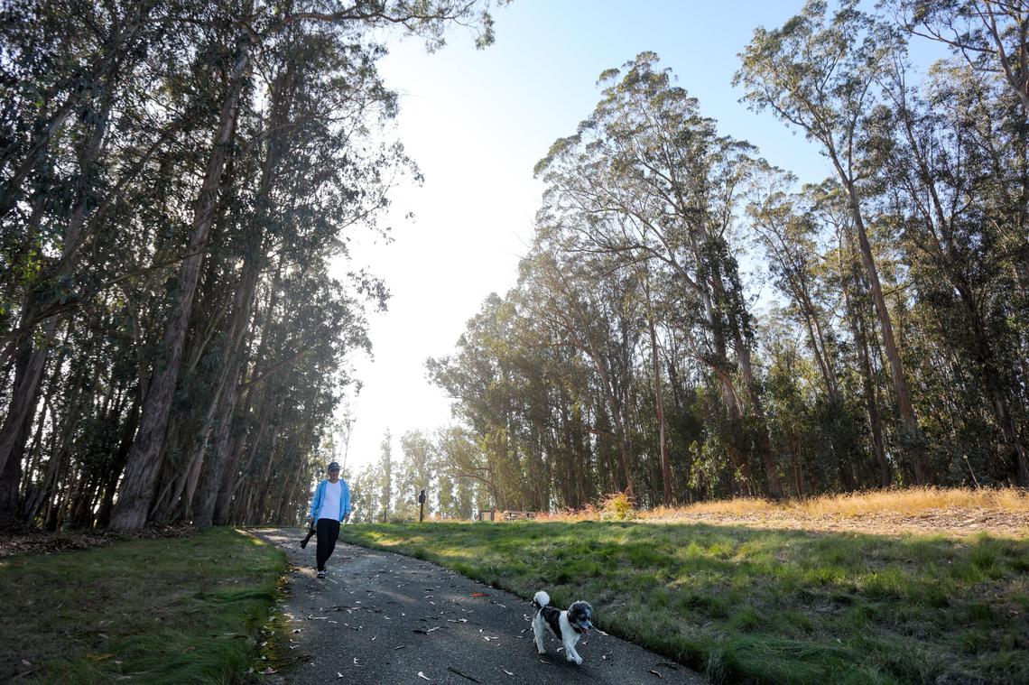 Sung Kim walks Toby in the eucalyptus trees at the Trilogy development on the Nipomo Mesa. Dust can be seen obscuring the blue sky, on a day that the San Luis Obispo County Air Pollution Control District issued a blowing dust alert.