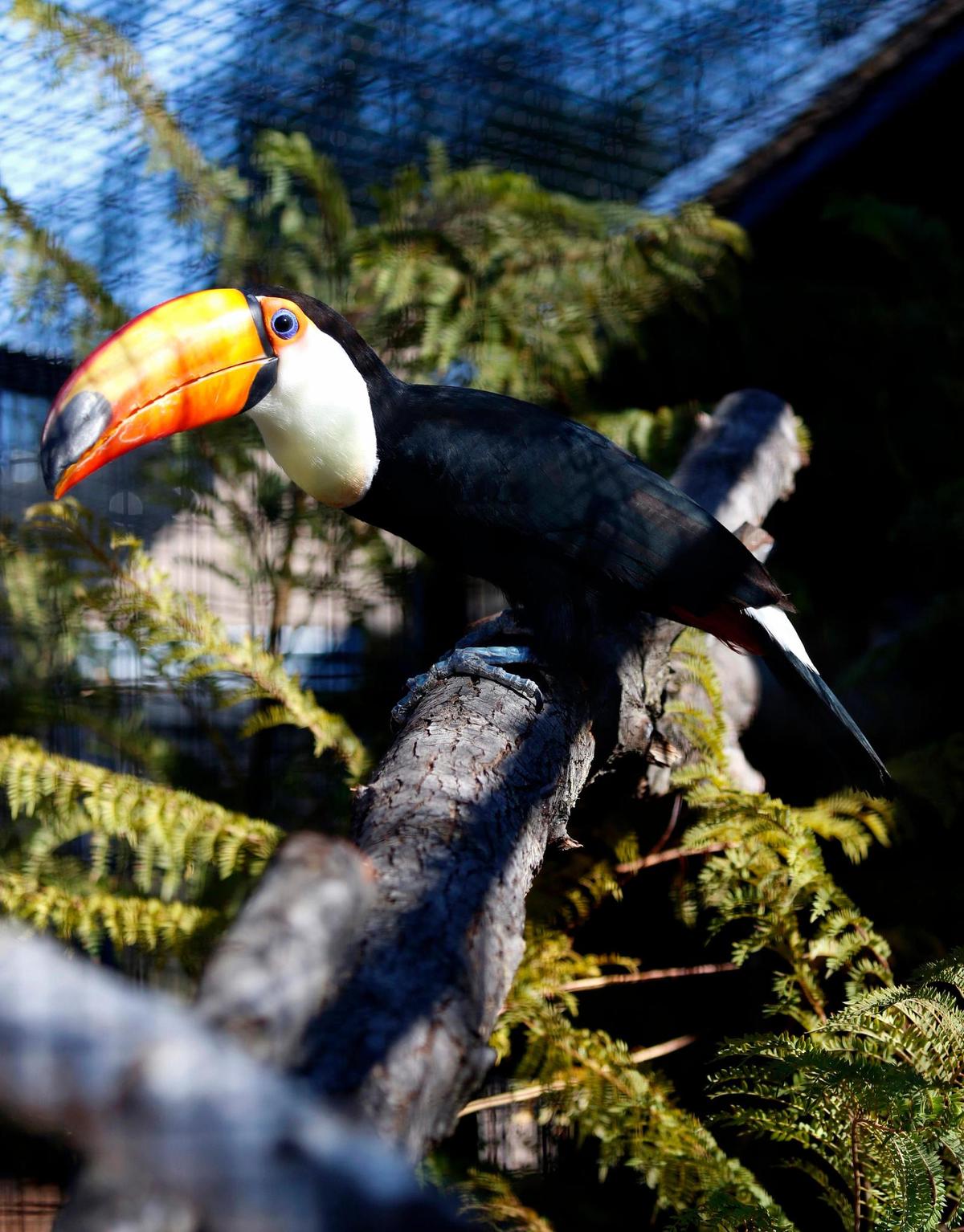 One curious toco toucan eyes the photographer. A new Cerrado Aviaries Exhibit will open at the Charles Paddock Zoo in Atascadero, California.
