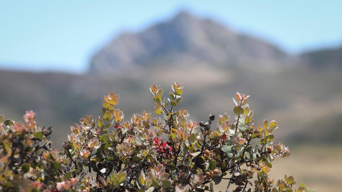 Morro manzanita can be found at the Elfin Forest in Los Osos. This photo is from June 30, 2025. Hollister peak in the background.