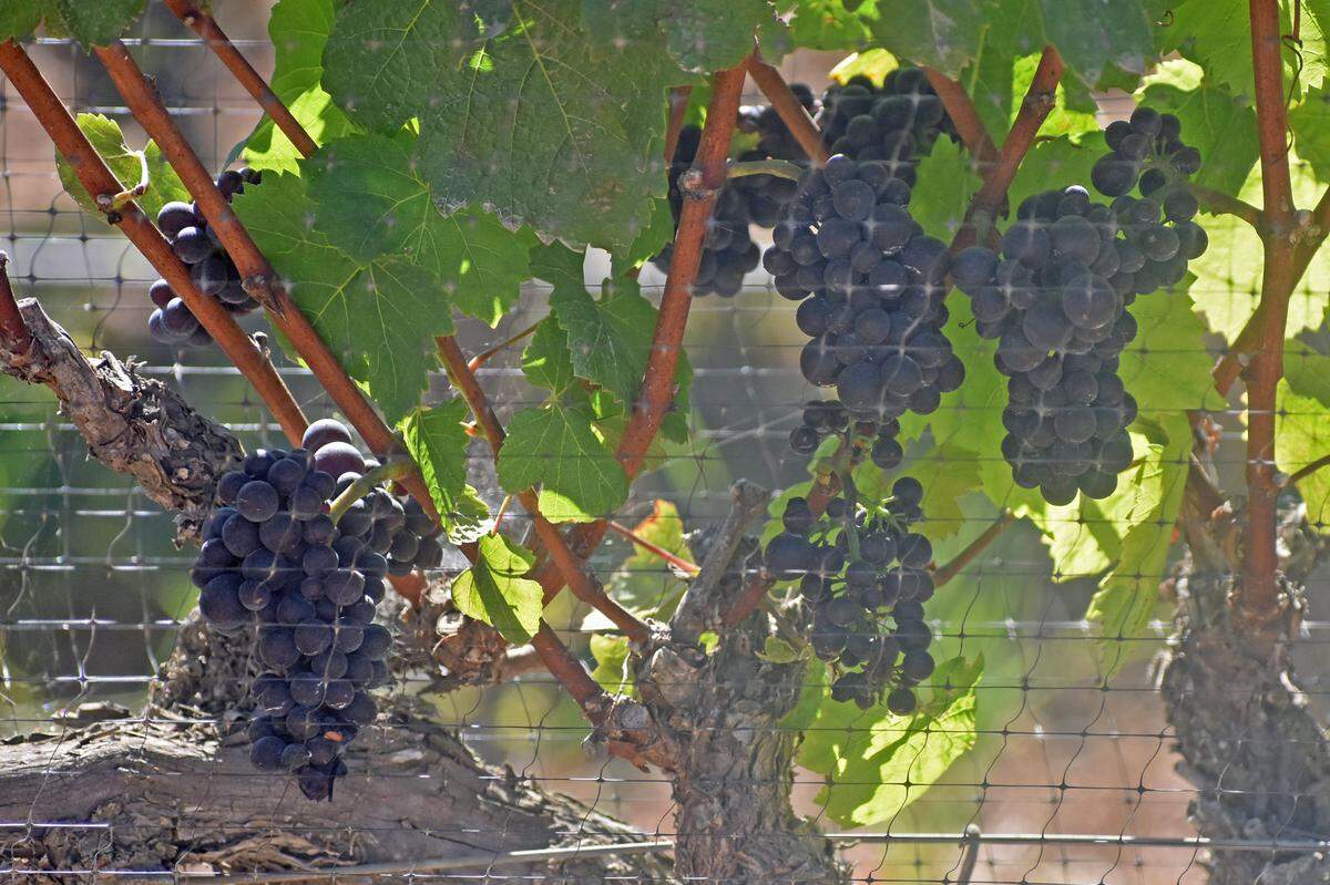 Wine grapes moved up from fifth to the third place among Santa Barbara County’s largest crops in 2021, bringing in $105 million in revenue compared to $93 million in the previous year.