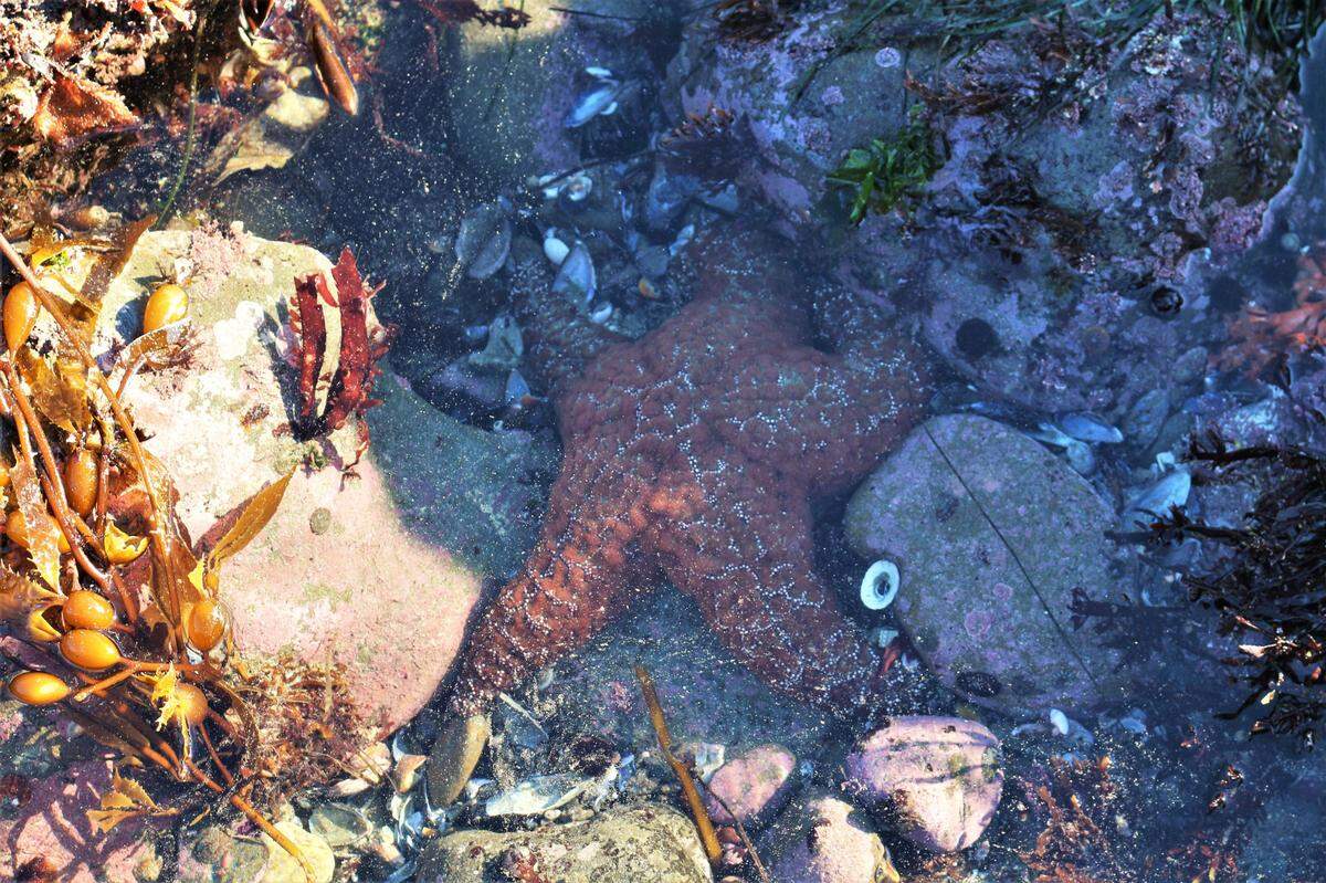 An ochre sea star found at Estero Bluffs State Park north of Cayucos on Dec. 22, 2022, is one of few remaining in the tidepools after sea star wasting syndrome devastated the population eight years ago.
