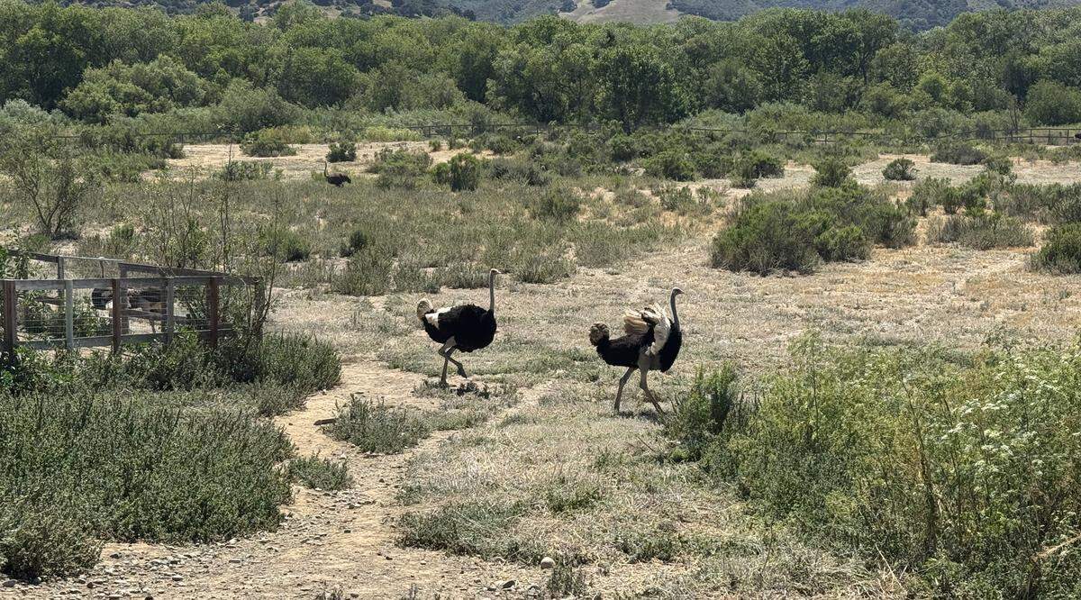 Two ostriches are running through the fields located on the farm.