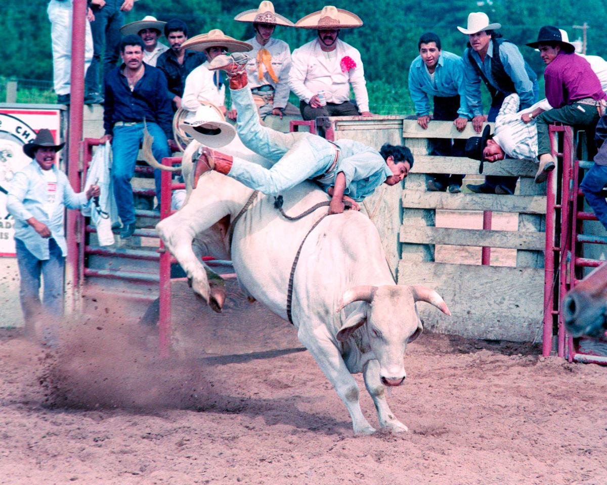 Javier Ceja rides a bull briefly. A charreada or Mexican rodeo was held at Nipomo Regional Park on May 30, 1993.