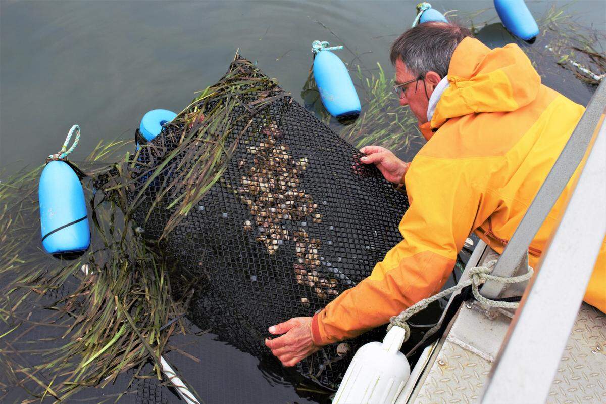 George Trevelyan, owner of the Grassy Bar Oyster Company in Morro Bay, holds up a bag containing 150 oysters. These will grow over the next six months into full-sized, restaurant-style oysters.