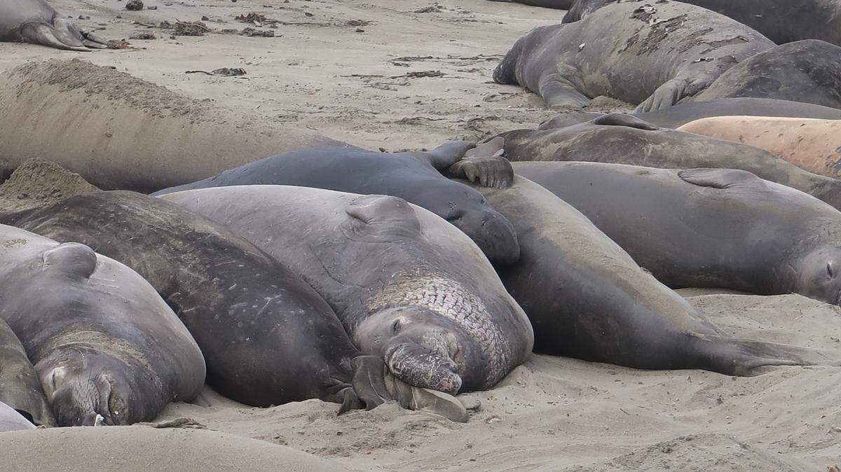 This handsome senior elephant seal bull has completed his molt and rests peacefully among his fellows at Piedras Blancas north of San Simeon. His nose is well developed, and his chest shield ranges up above the level of his eyes, indicating his long life.