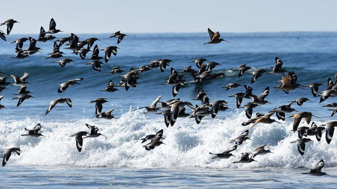 La Niña suggests a dry stretch for Central Coast, but here’s what could change that