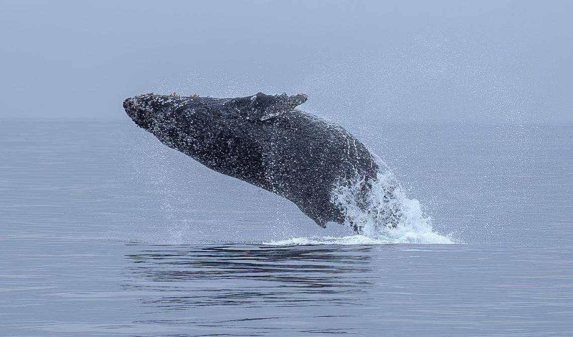 A humpback whale breaches the surface of the water around a mile from the coast of Morro Bay on Monday, Sept. 29, 2025. Humpback whales can be seen in the waters of the Pacific Ocean near San Luis Obispo County from April through November during their migration.
