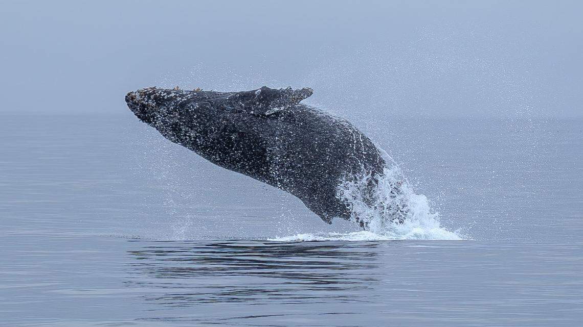 It’s whale migration season off SLO County. What we saw on a recent boat tour
