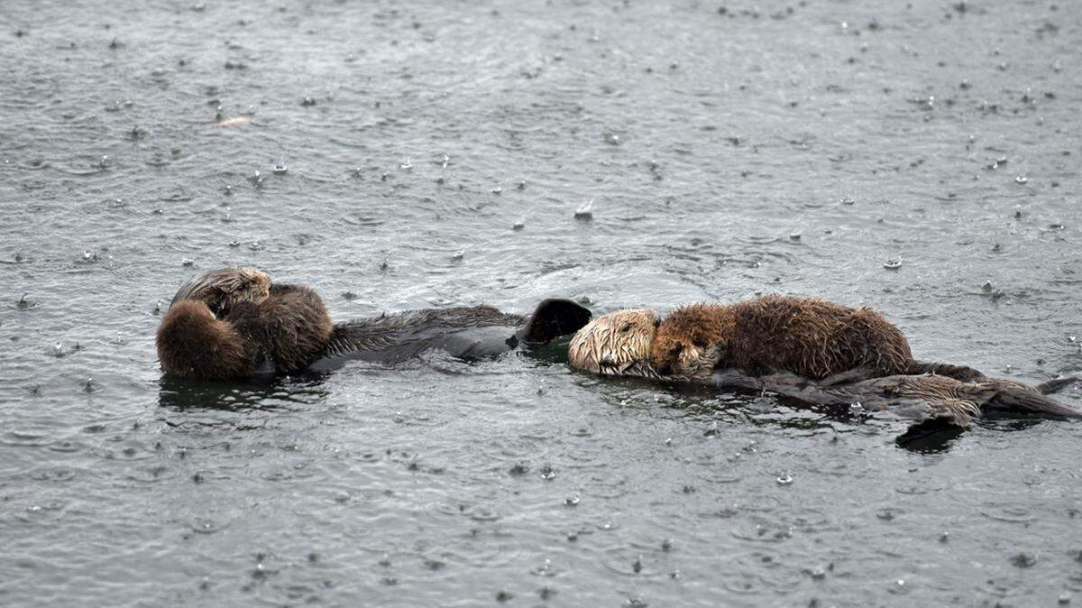 PG&E Meteorologist John Lindsey photographed otters in the rain.