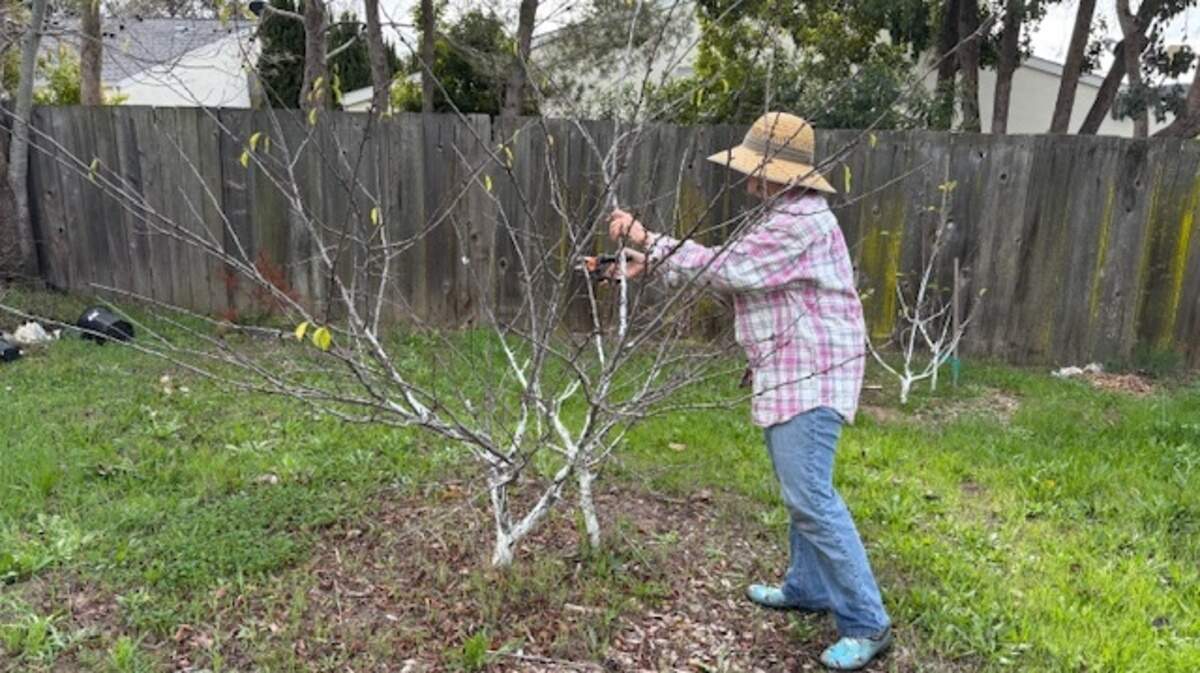 Master Gardener Linda Robertson pruning a plum tree.