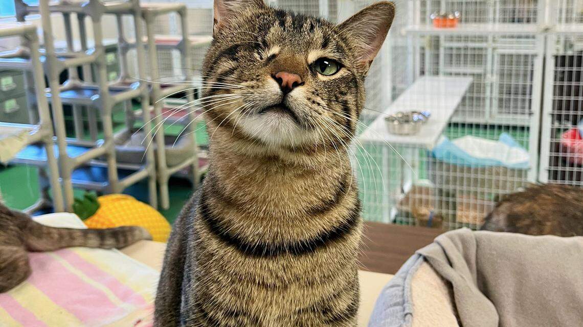 Yerba the tabby cat lost an eye after being hit by a car. He’s ready for a loving home