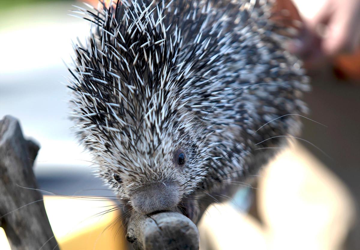 The Charles Paddock Zoo in Atascadero, introduced three zoo babies Monday, April 11, 2022. The zoo babies introduced were four radiated tortoises, a baby roadrunner and a 5-month old porcupine. This porcupine held a pose for the cameras!