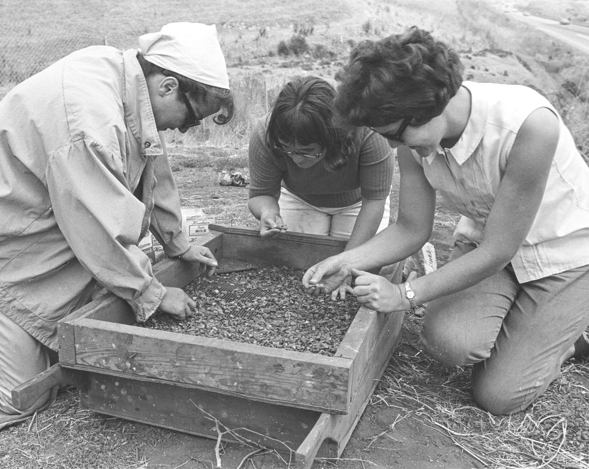 Annamaria Enberg, Nancy Williams and Irene Annoni — members of the San Luis Obispo County Archaeological Society — sift dirt to search for artifacts at a Chumash archaeology site in Pismo Beach near Highway 101 on July 18, 1969.