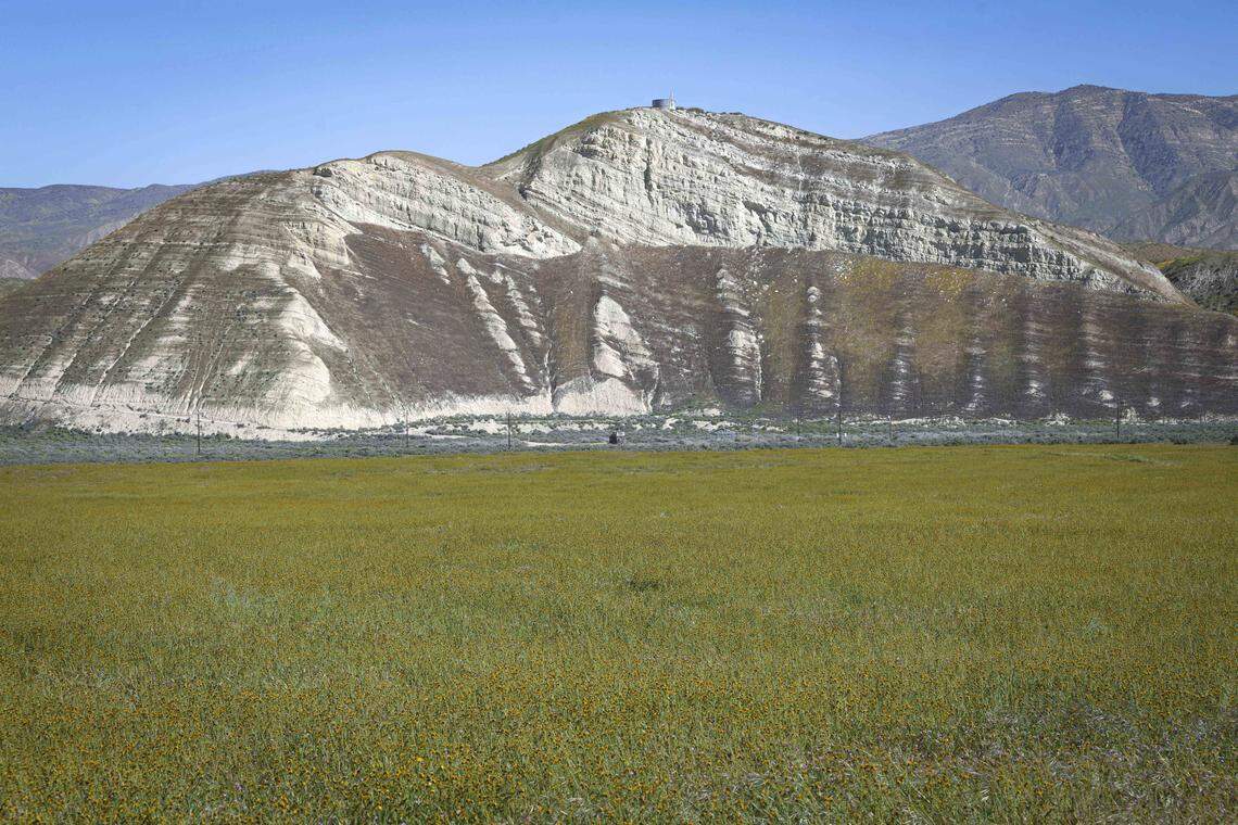 A field of common fiddleneck blooms with the Caliente Range rising along the Cuyama River near New Cuyama. Wildflower season is in full bloom on the Carrizo Plain seen here on March 11, 2026.