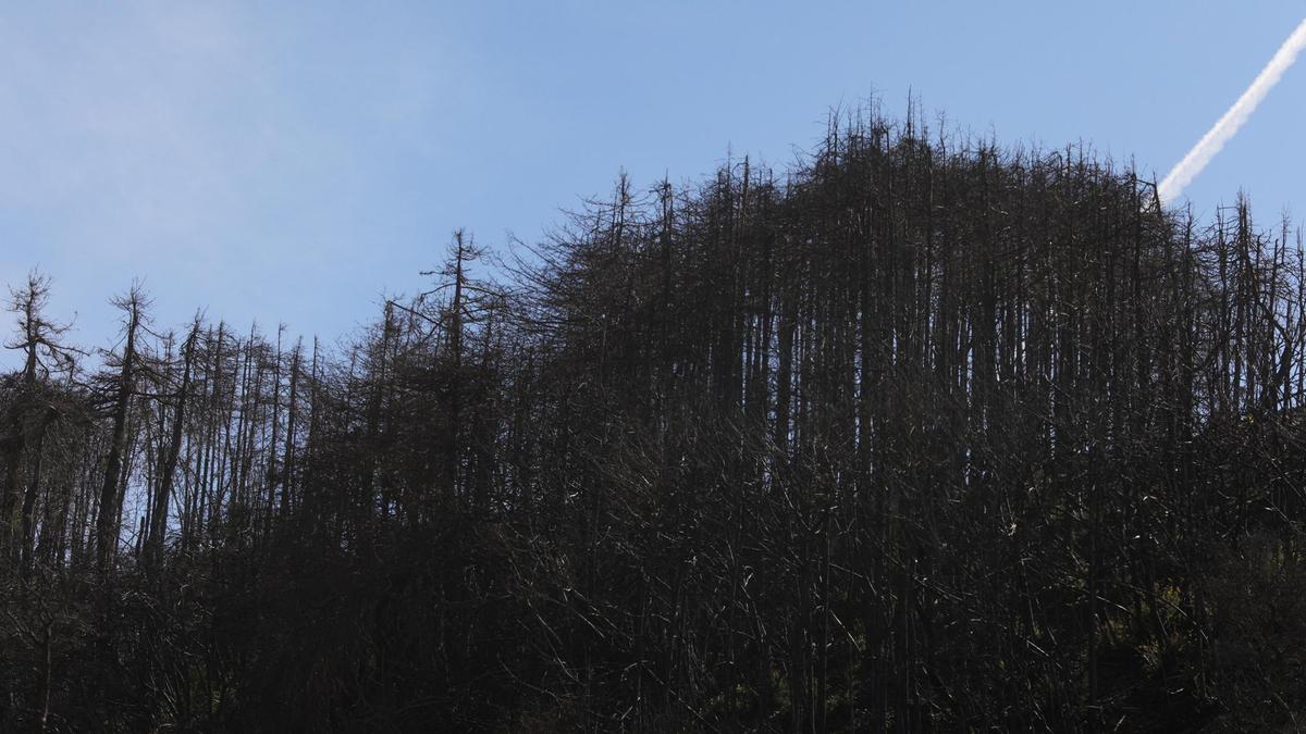 Scars from the Dolan fire can still be seen near Rat Creek on Highway 1. Burned pine tree skeletons line the ridge just south of where the highway washed out.