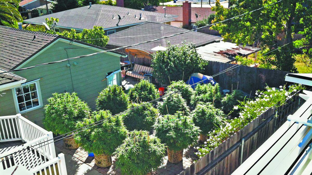 Marijuana plants growing in a backyard in San Luis Obispo.