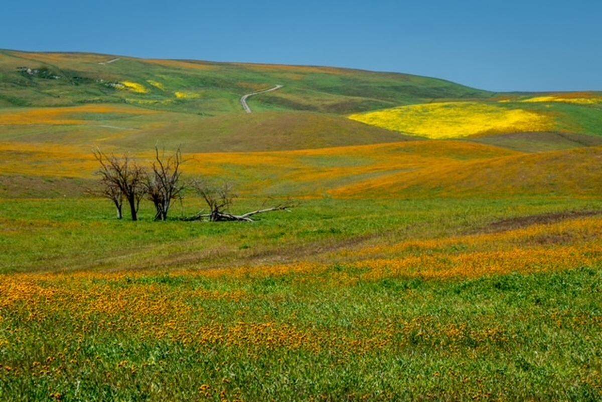David Hinden took this photo of wildflowers off San Juan Creek Road south of Shandon in April 2023.
