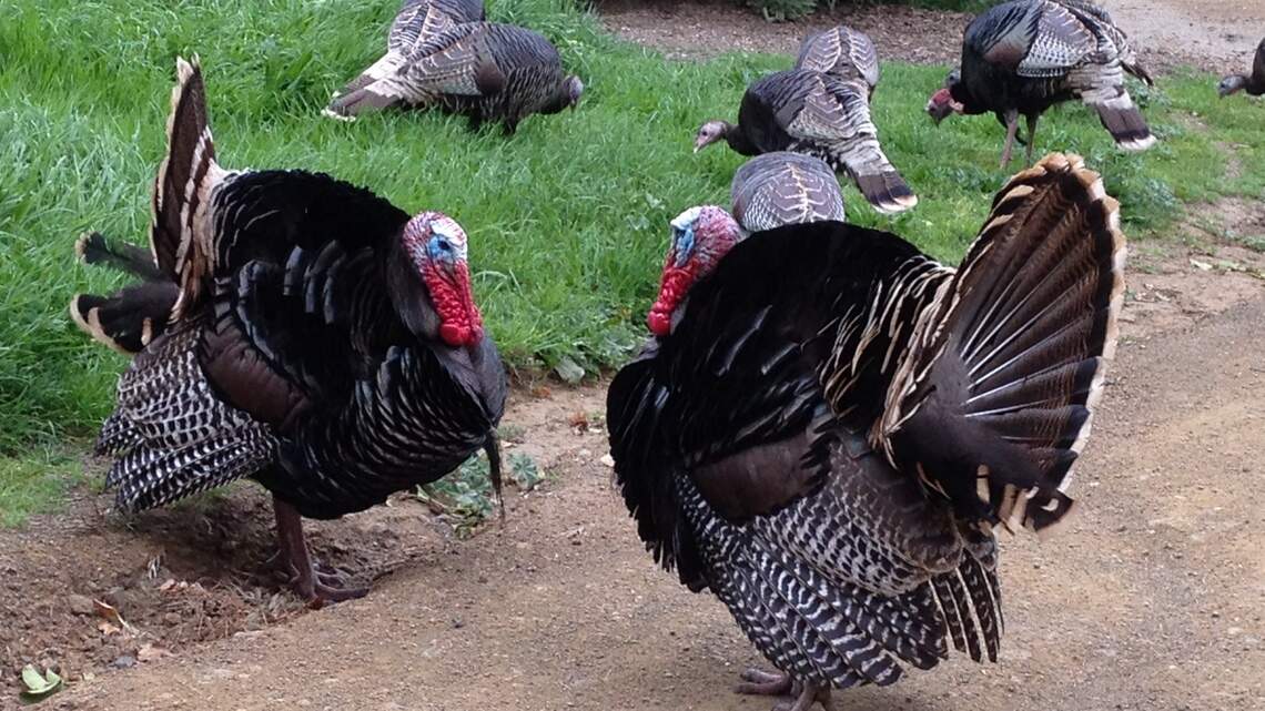 Wild turkeys keep shutting off the power in small SLO County town