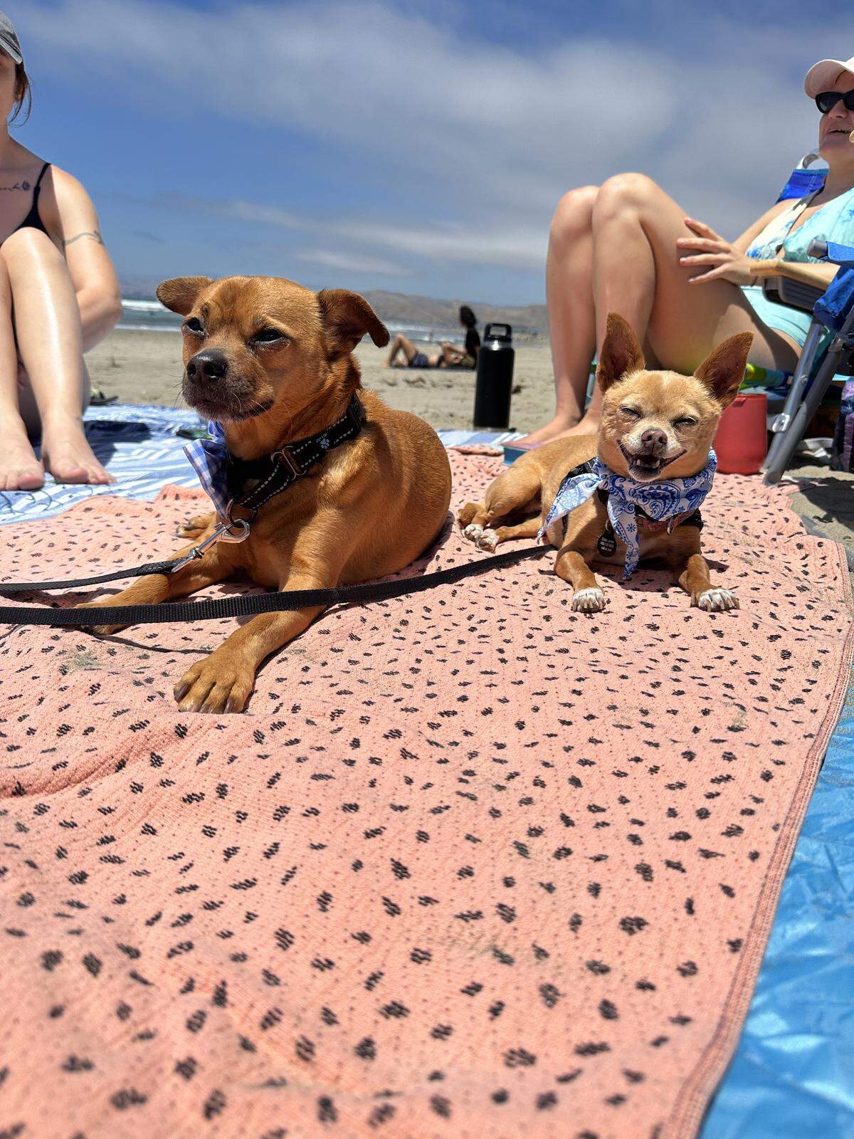 Who is the cutest dog in San Luis Obispo County? Vote now in The Tribune’s pet poll.