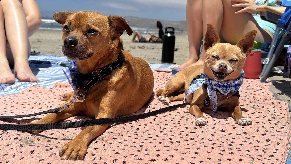 Do you have the cutest cat or dog in SLO County? Enter The Tribune’s pet contest