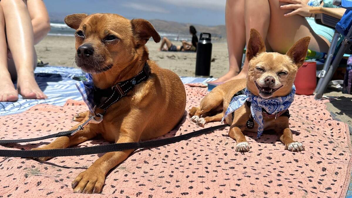 The Tribune is looking for the most adorable cat and dog in San Luis Obispo County. The contest is open to all furry friends living in the area.